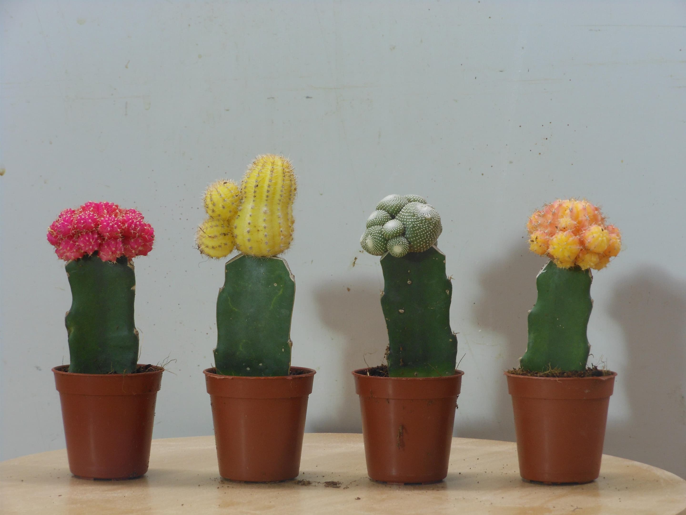 Moon Cactus