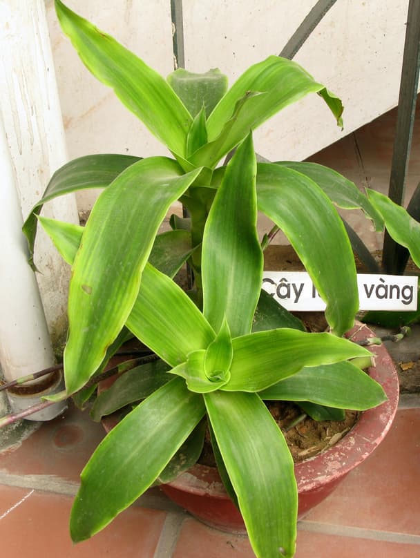 Basket plant