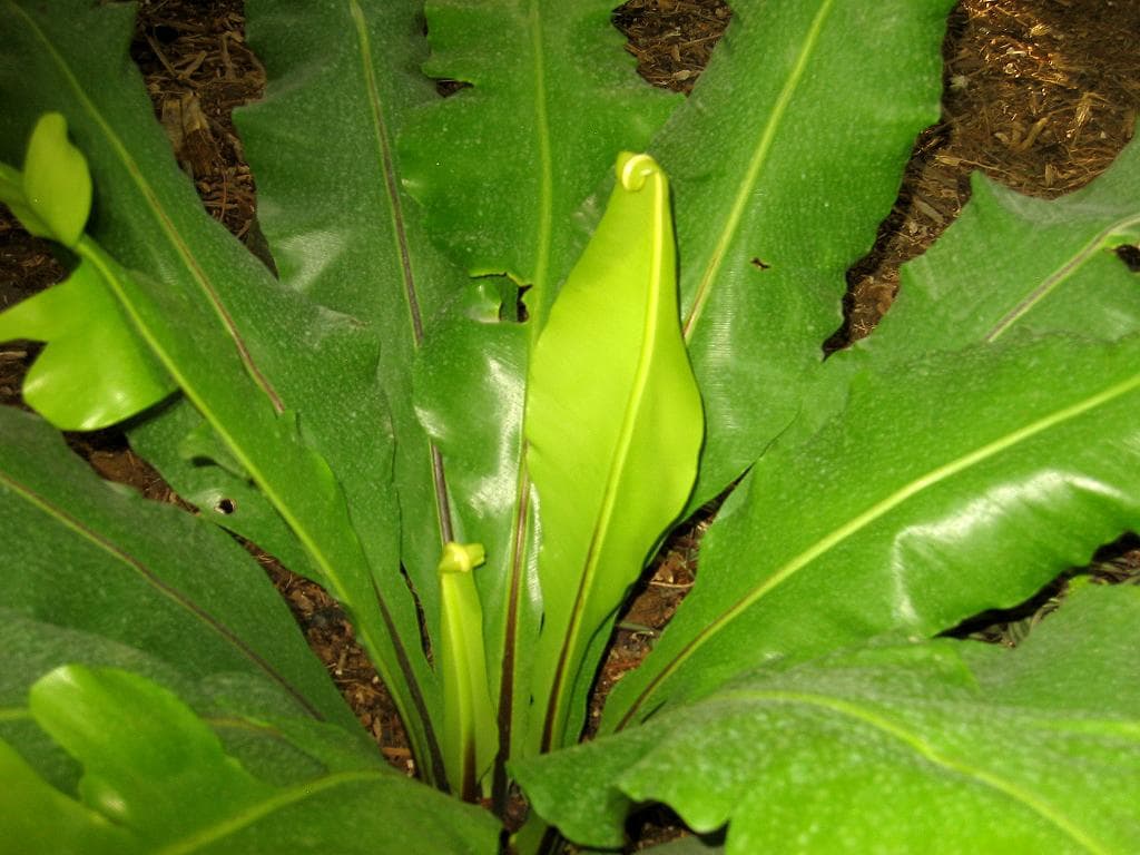 Bird's nest ferns