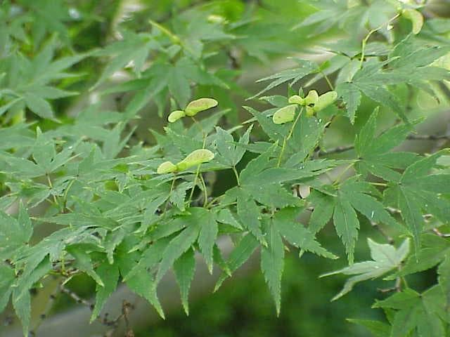 Japanese maple