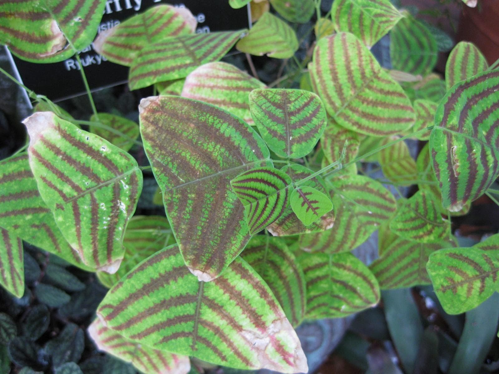 Swallowtail Plant