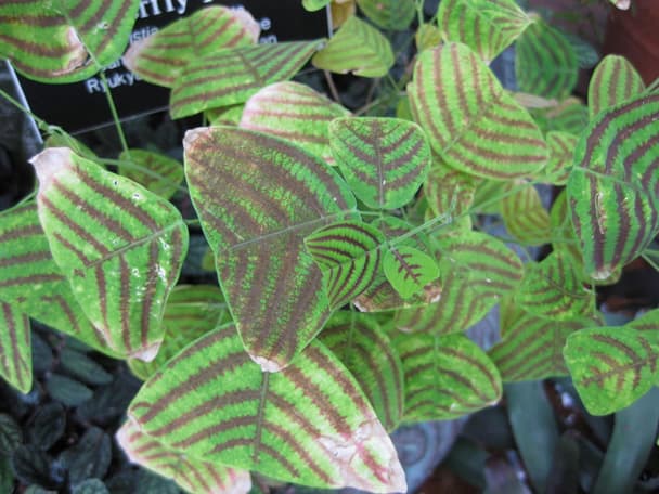 Swallowtail Plant