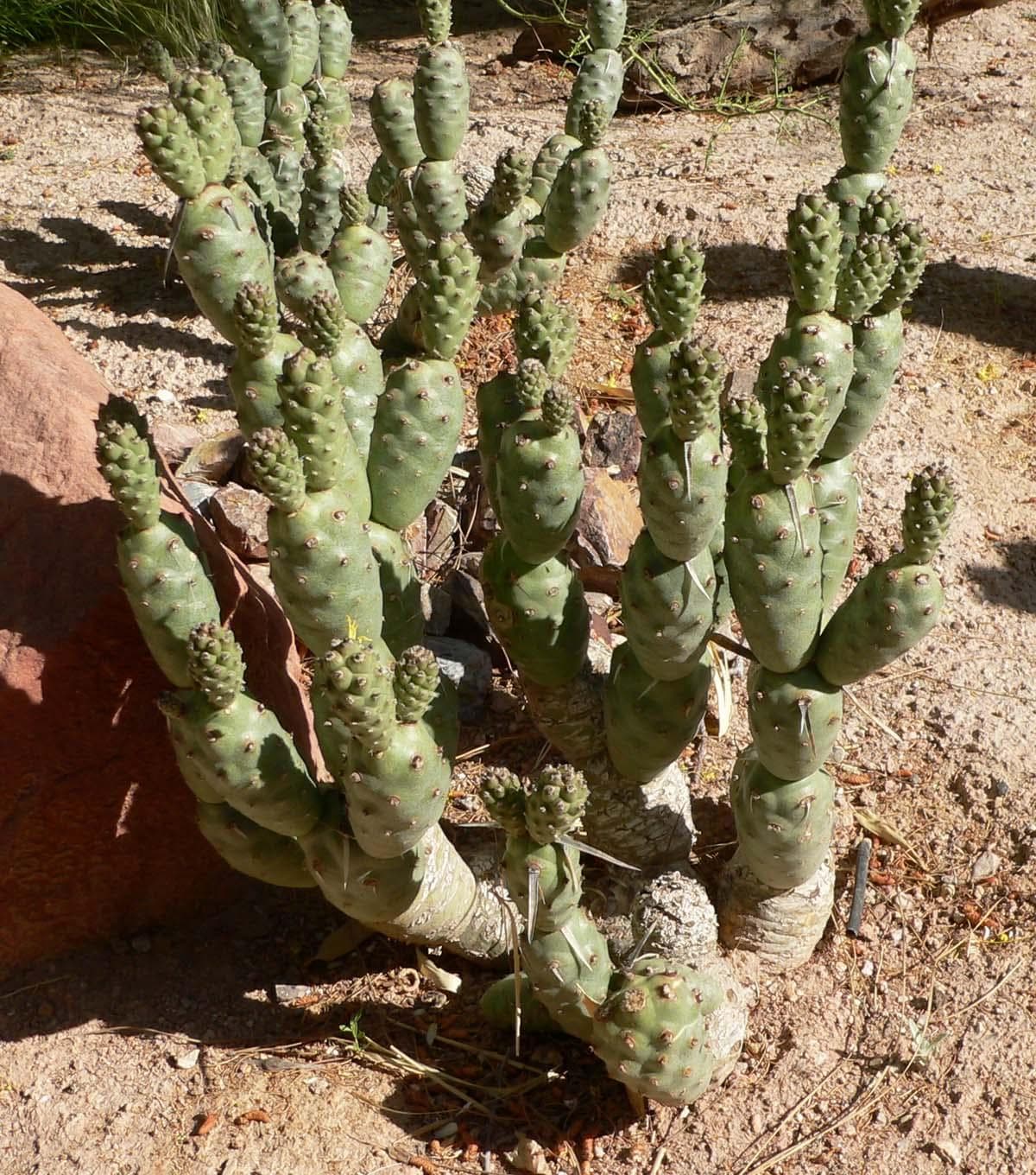 Pine Cone Cactus