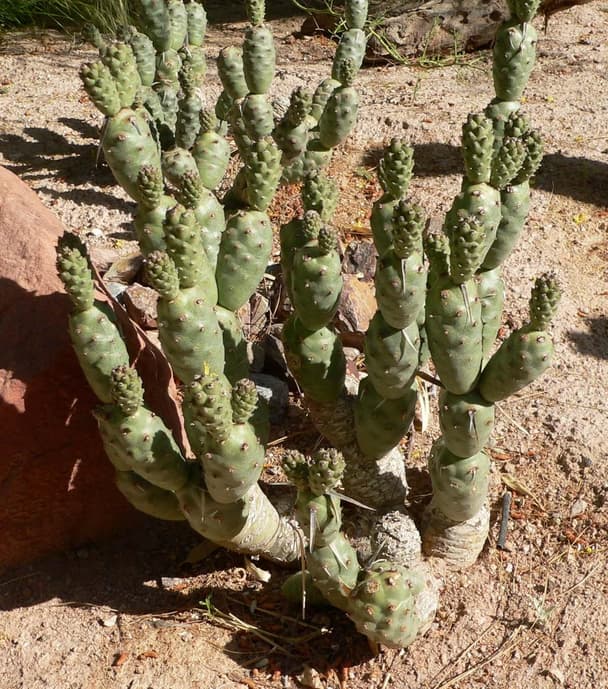 Pine Cone Cactus