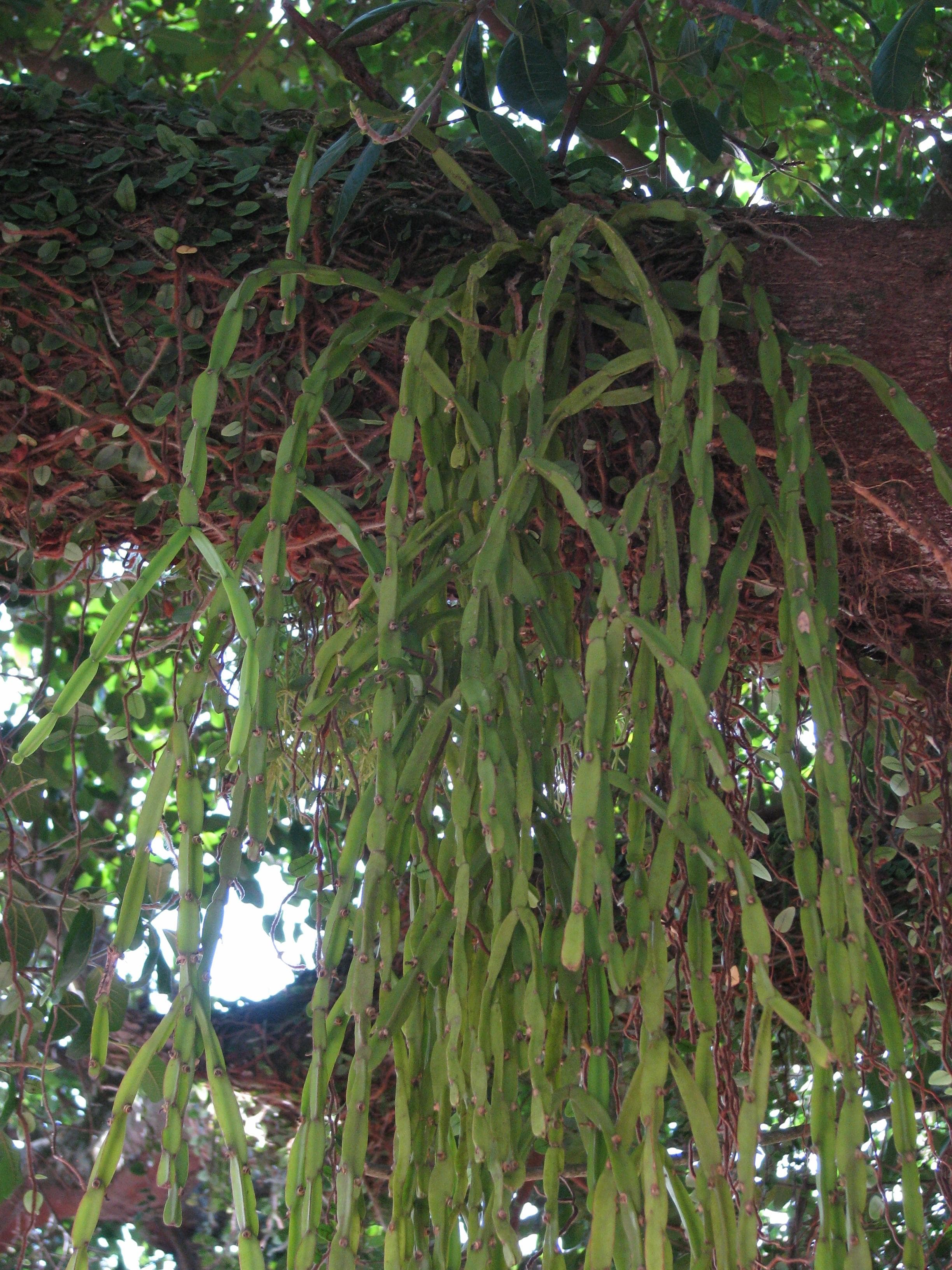 Chain Cactus