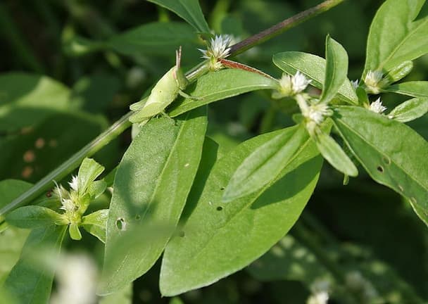 Joseph's coat plant