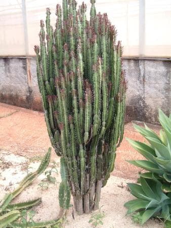 African Milk Tree