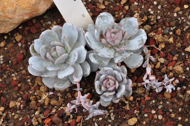 Echeveria laui