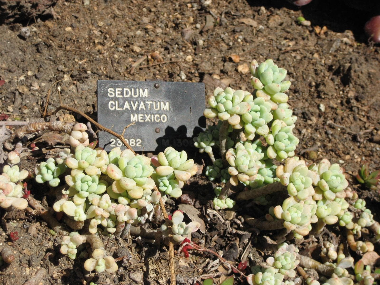 Sedum clavatum
