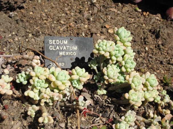 Sedum clavatum