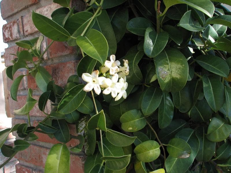 Madagascar jasmine