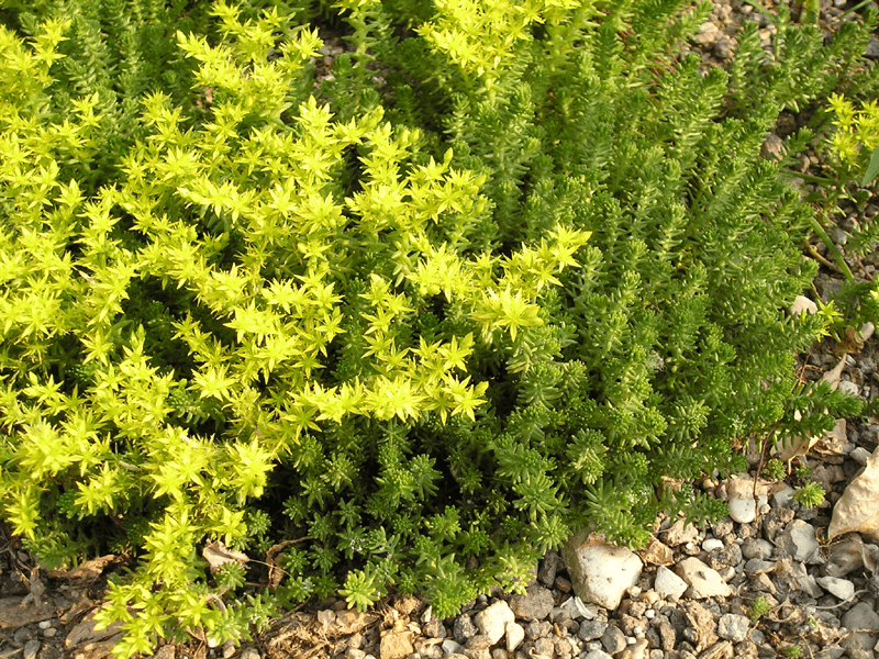 Tasteless Stonecrop
