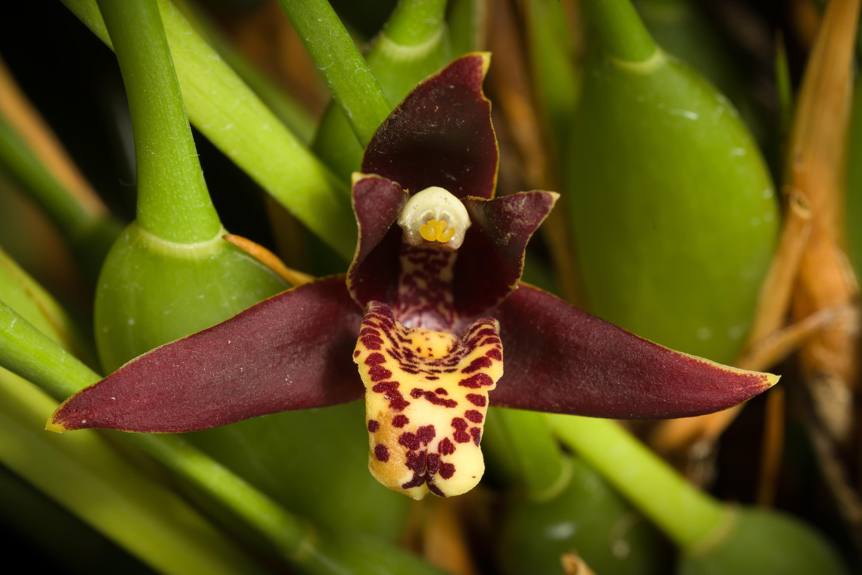 Coconut orchid
