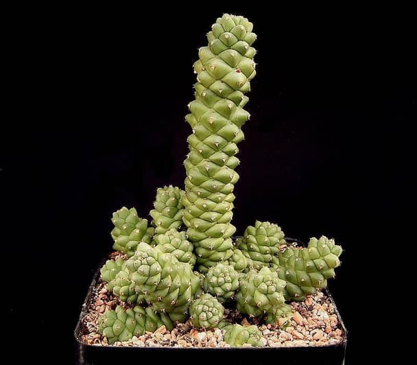 Monadenium ritchiei