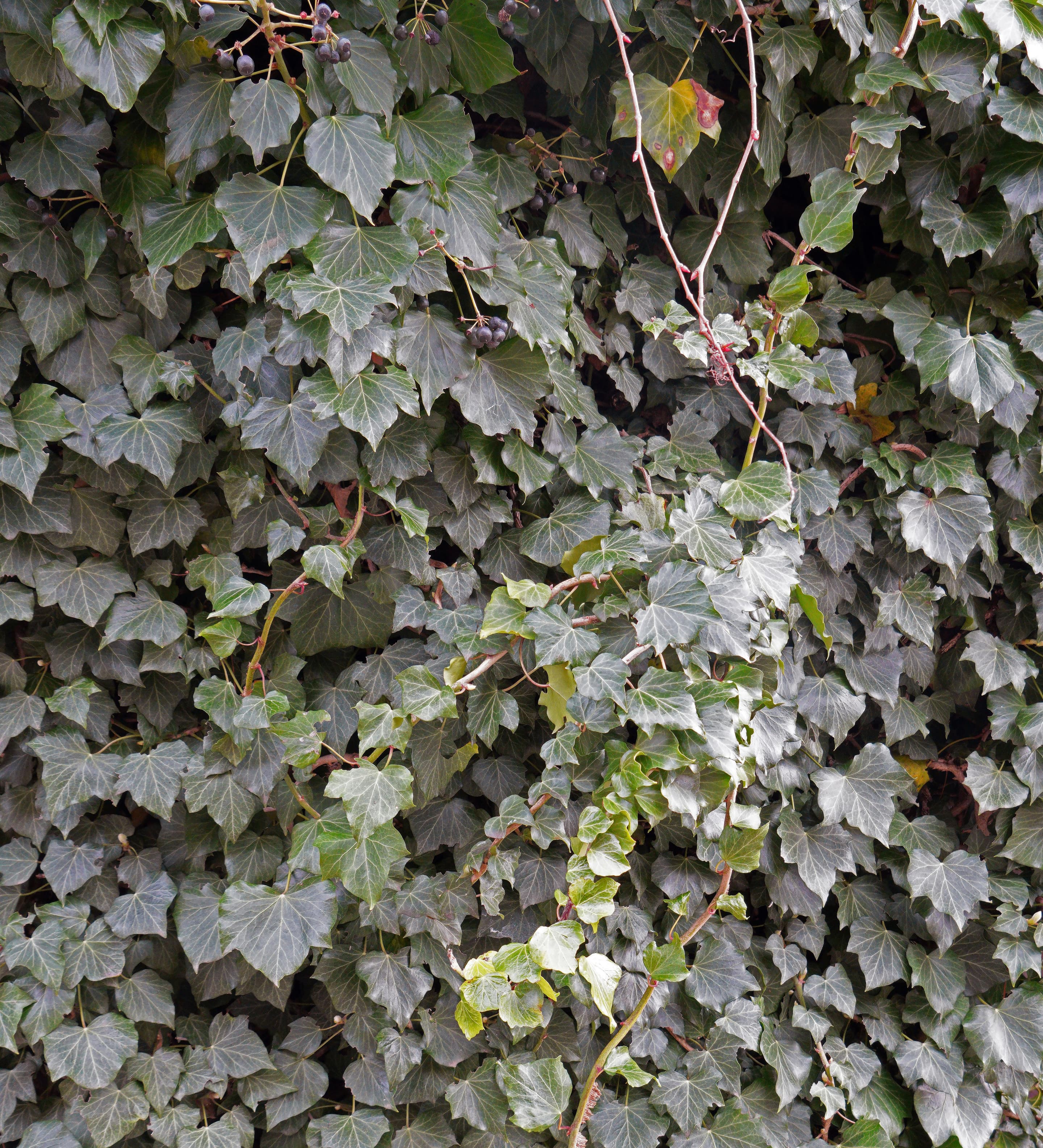 English Ivy