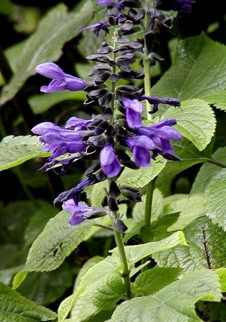 Blue Anise Sage