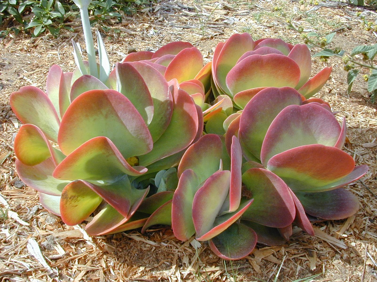 Flapjacks plant