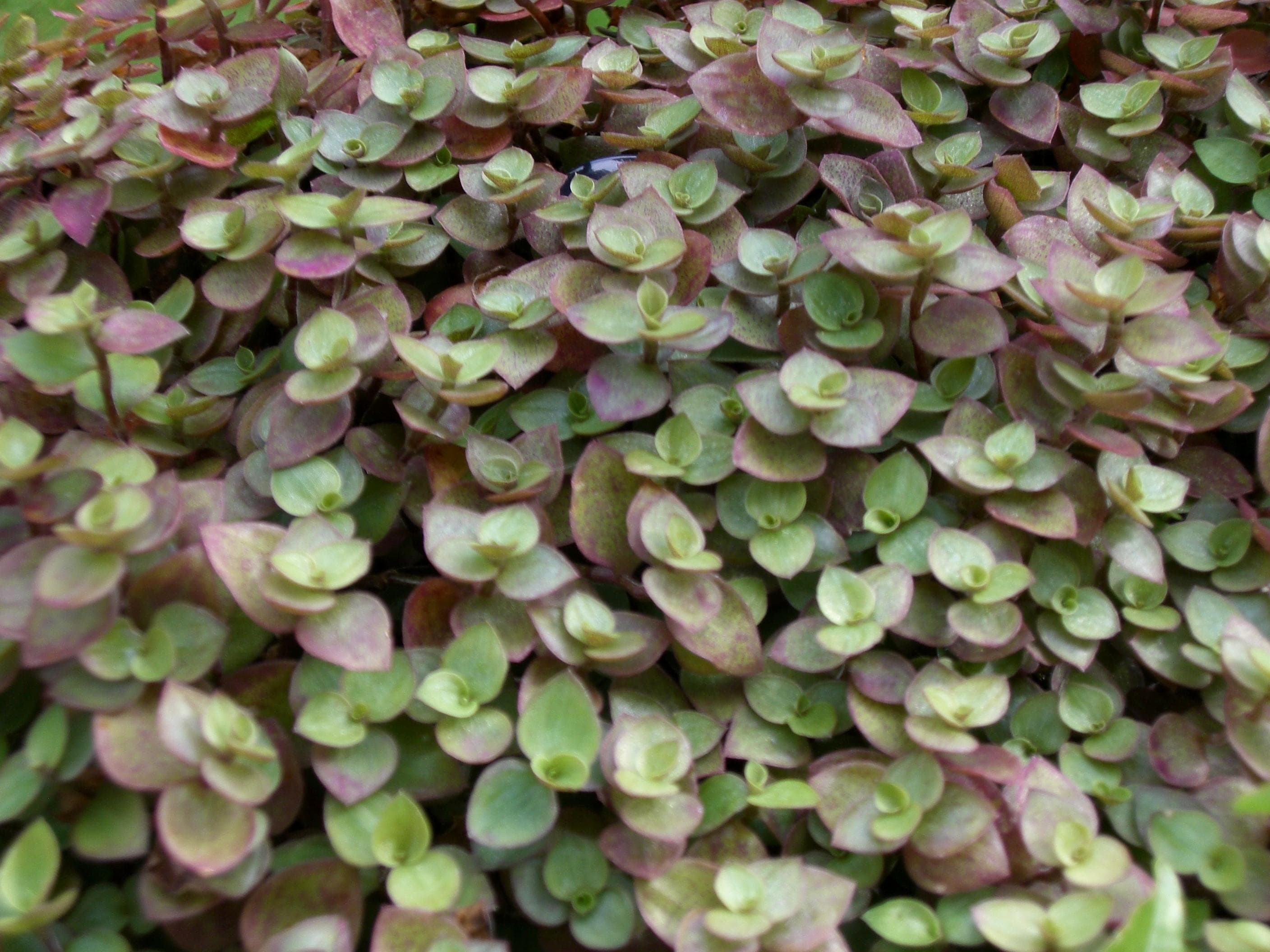 Turtle Vine