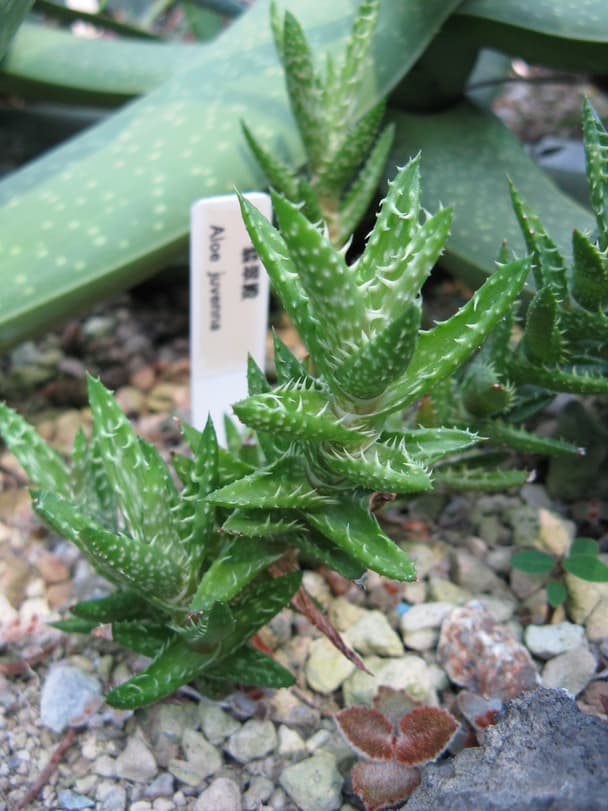 Tiger tooth aloe