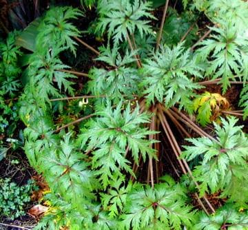 Madeira Cranesbill