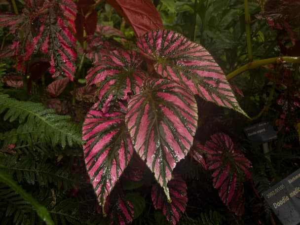 Begonia brevirimosa