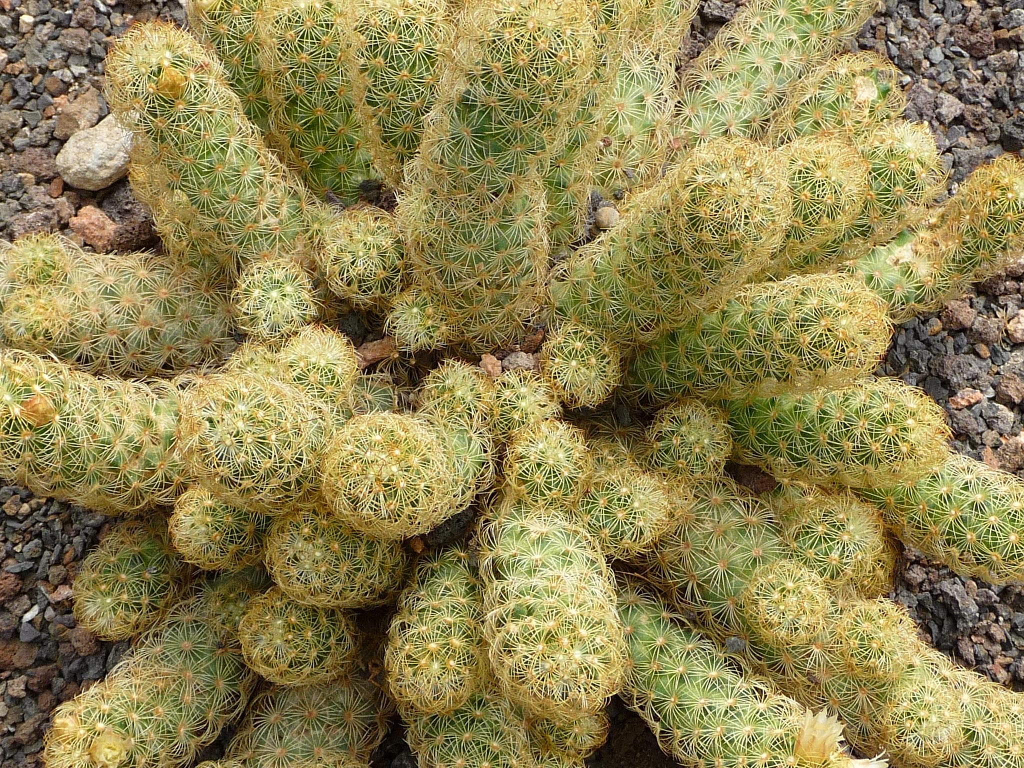 Ladyfinger Cactus