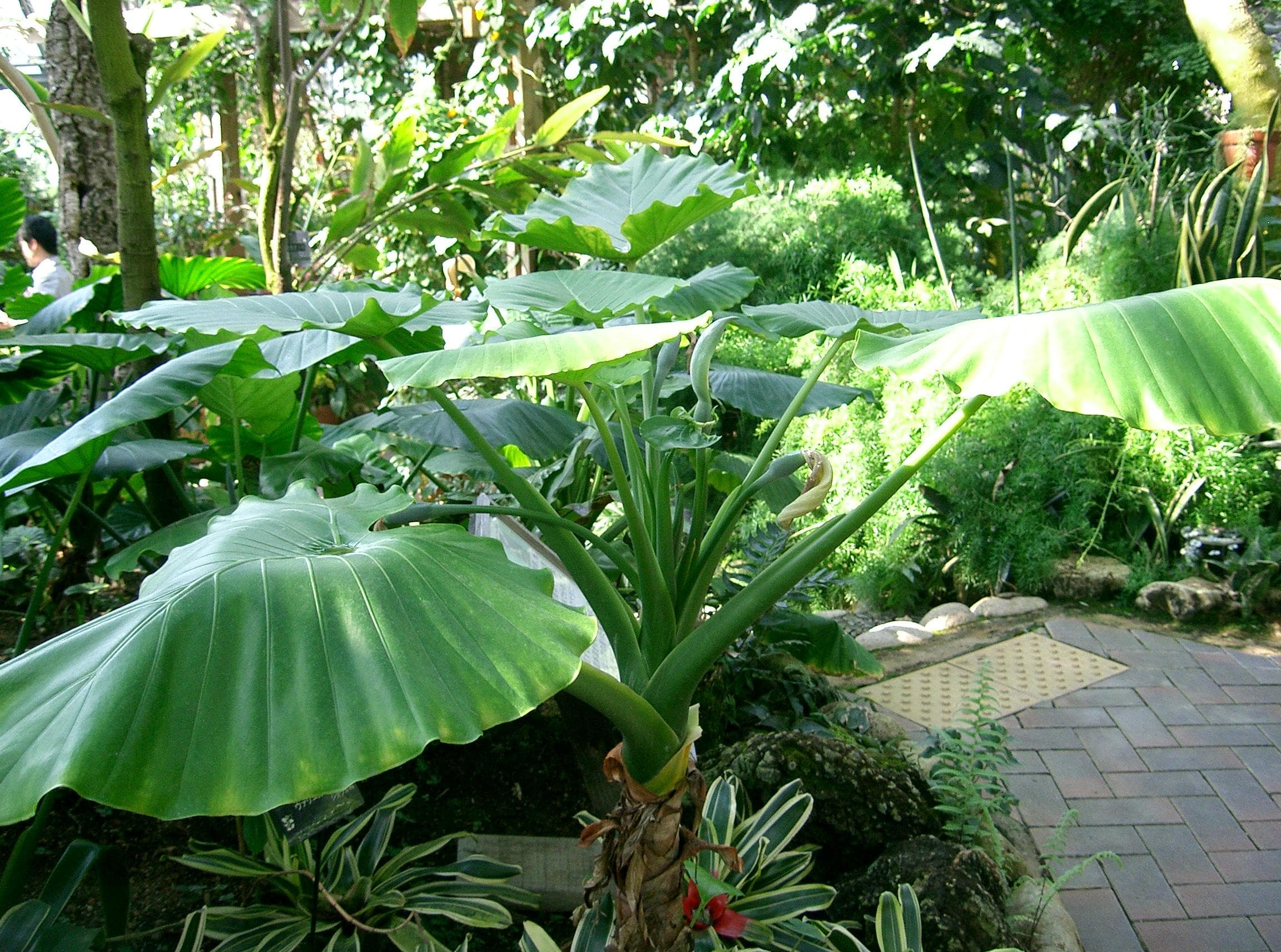 Asian Taro Plant