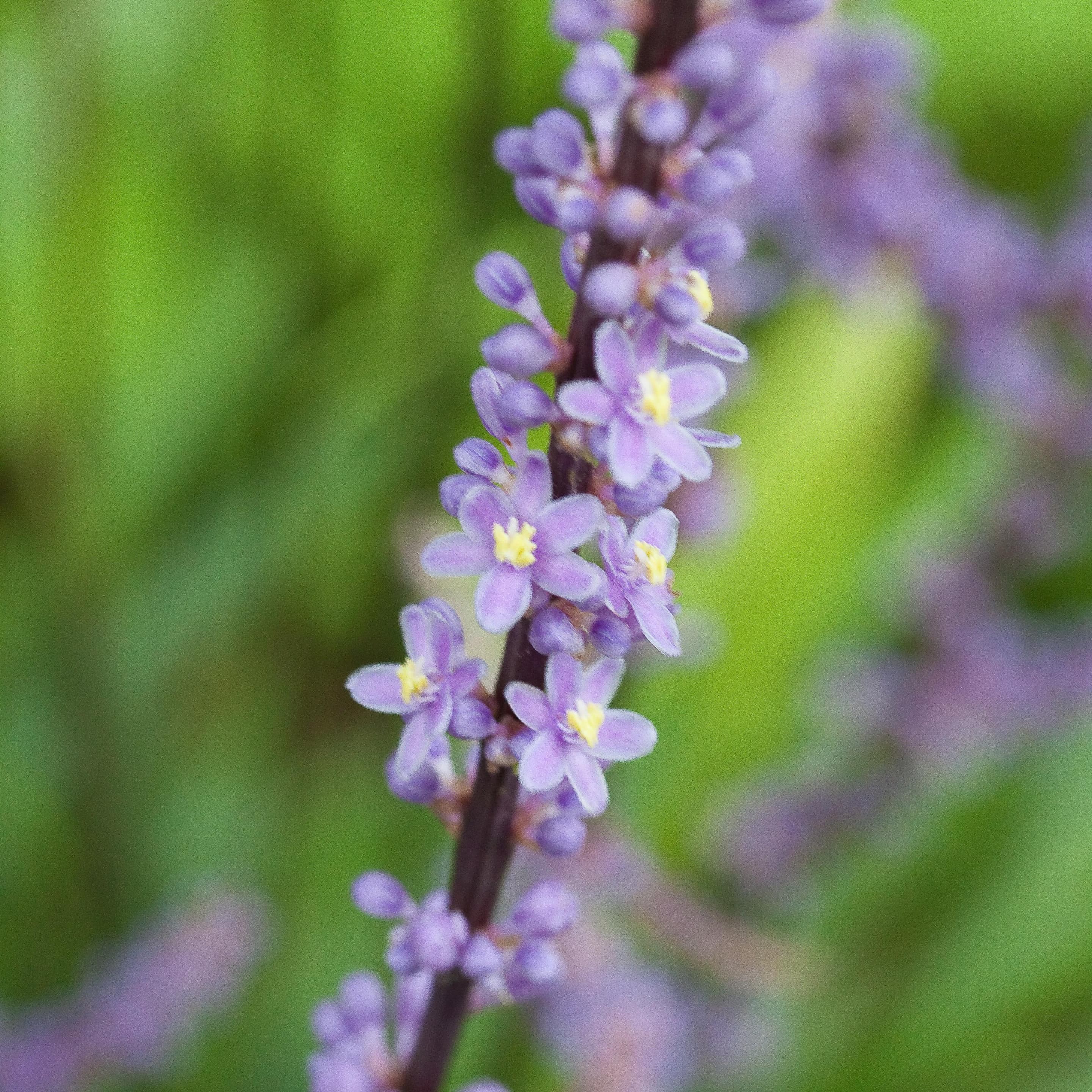 Monkey grass