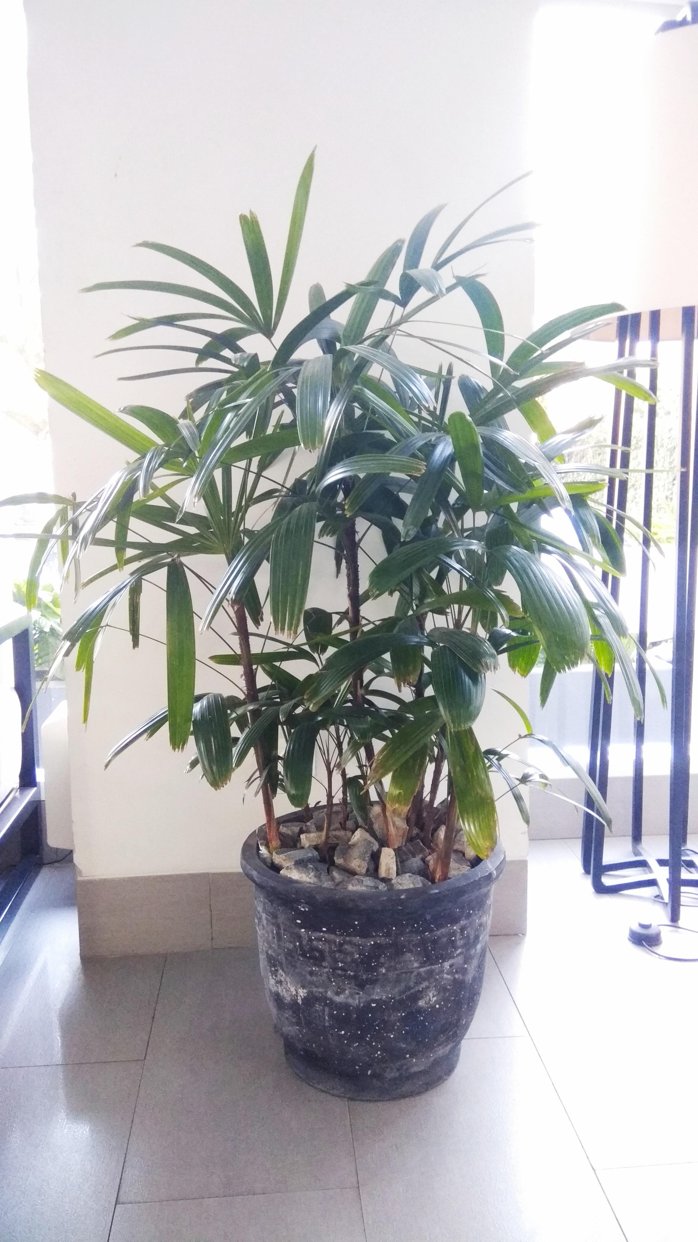 Lady Palm
