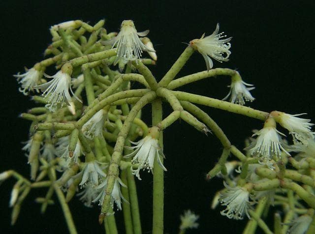 Rice cactus
