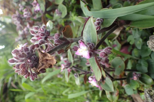 flowering inch plant