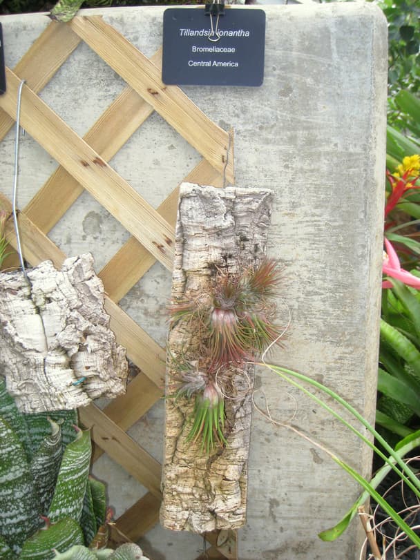 Sky plant