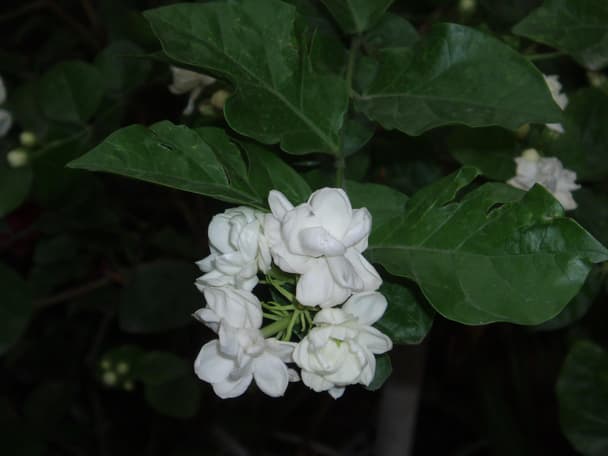 Arabian Jasmine