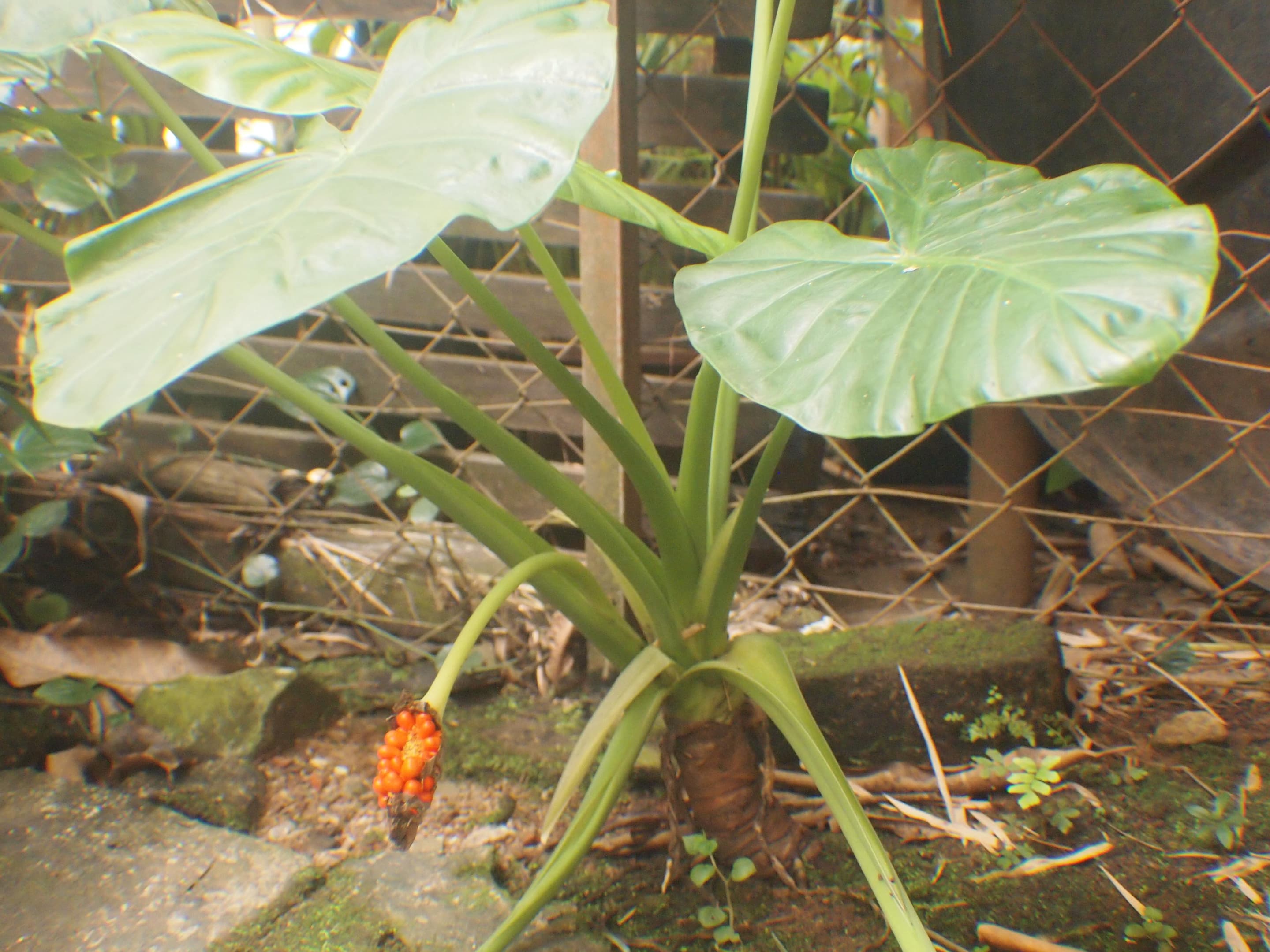 Alocasia longiloba (Alocasia longiloba) plant