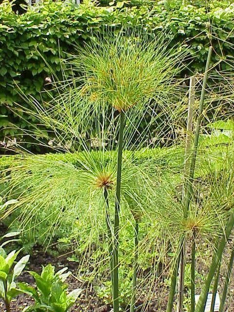 Paper Reed