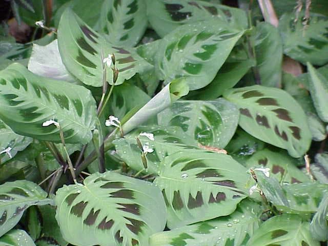 Prayerplant