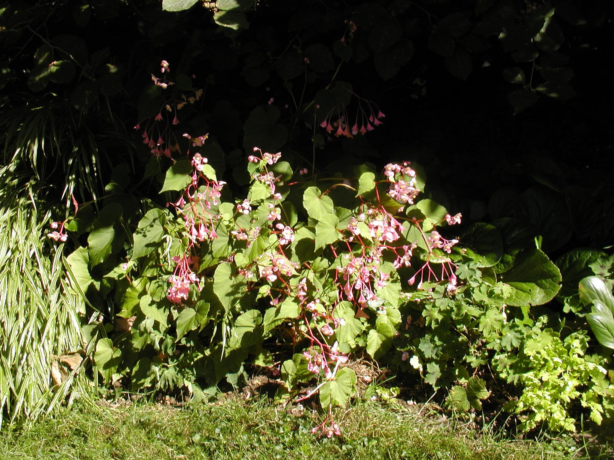 Hardy begonia