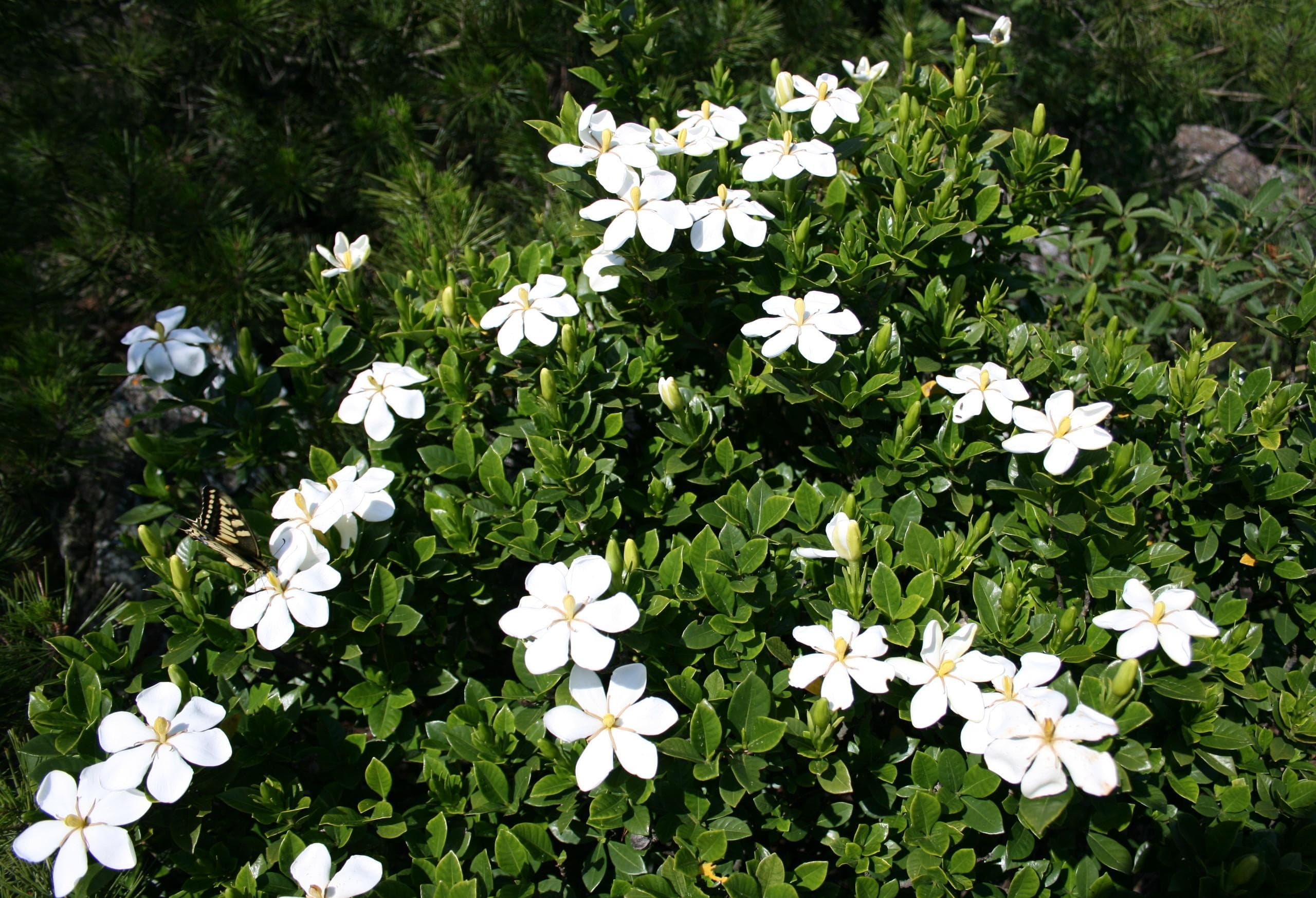 Cape jasmine