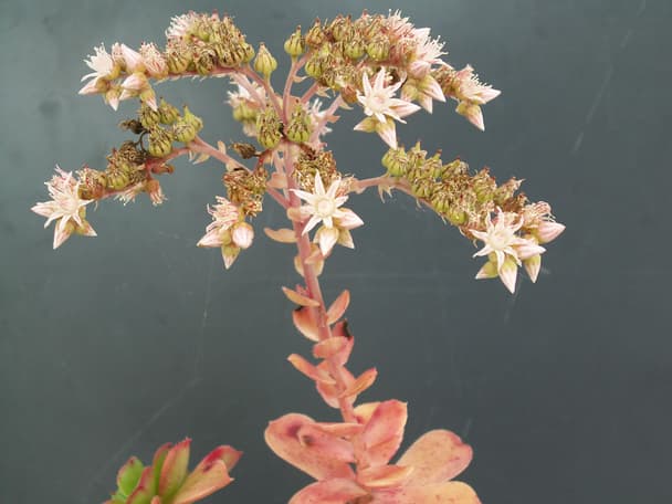 Haworth's aeonium