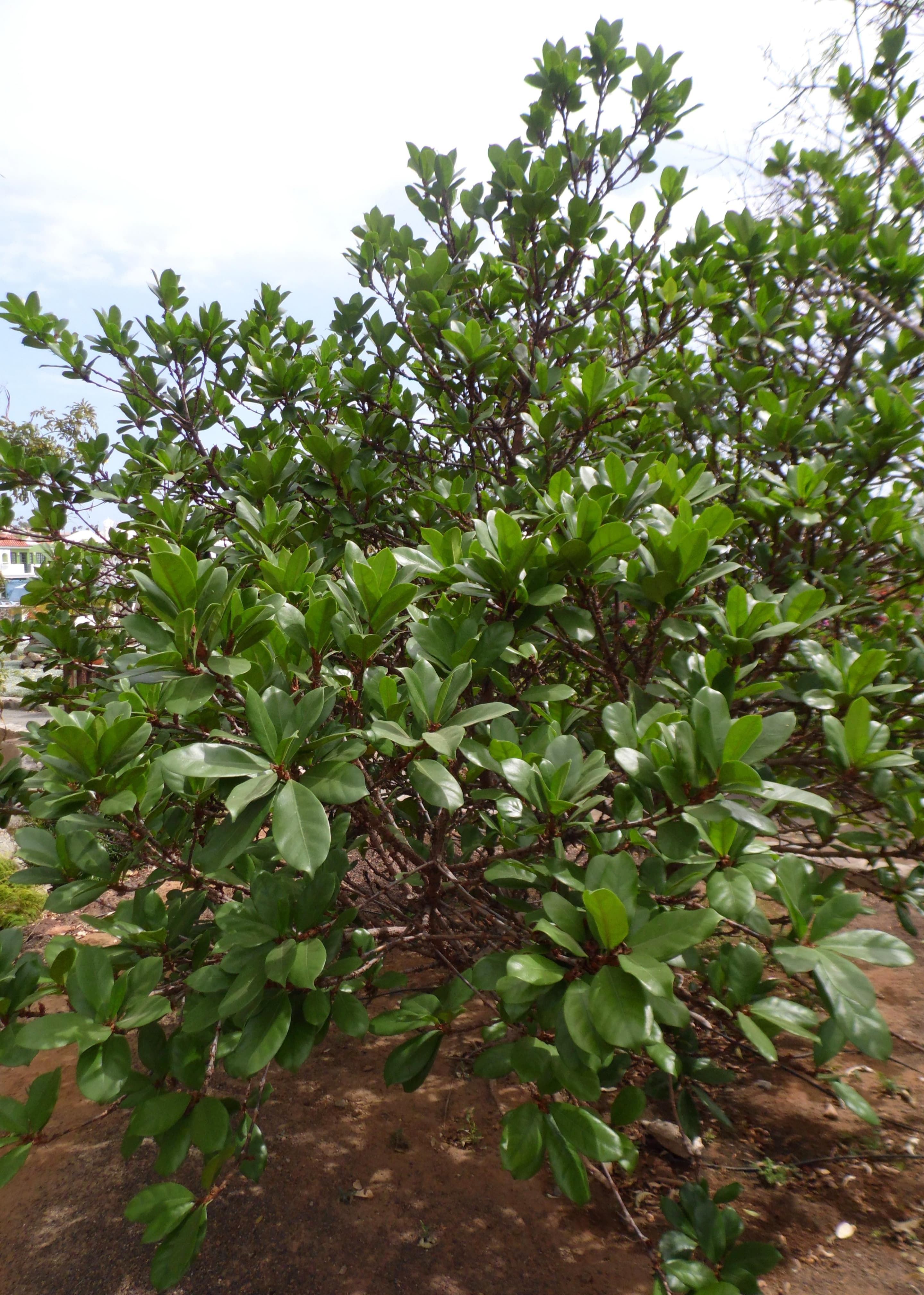 African fig tree