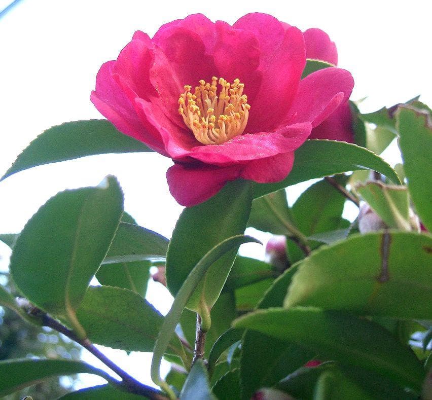 Kanjiro Camellia