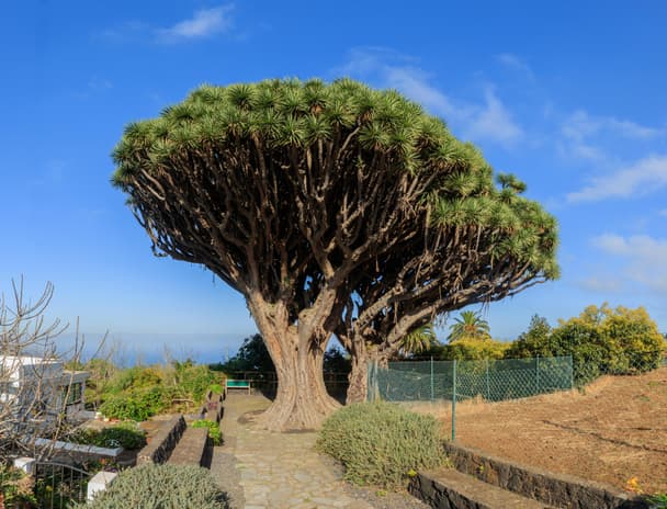 Canary Islands dragon tree