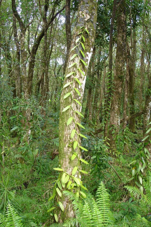 Vanilla orchids