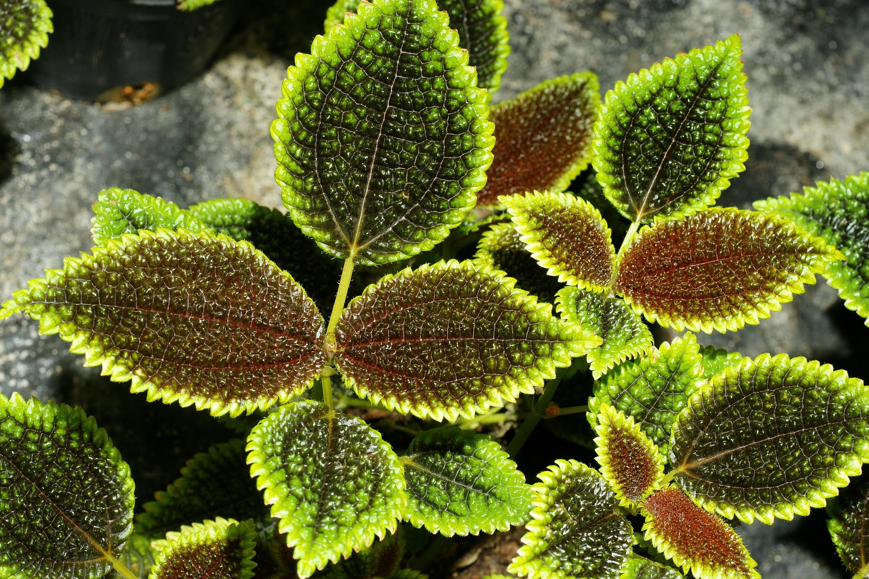 Friendship Plant