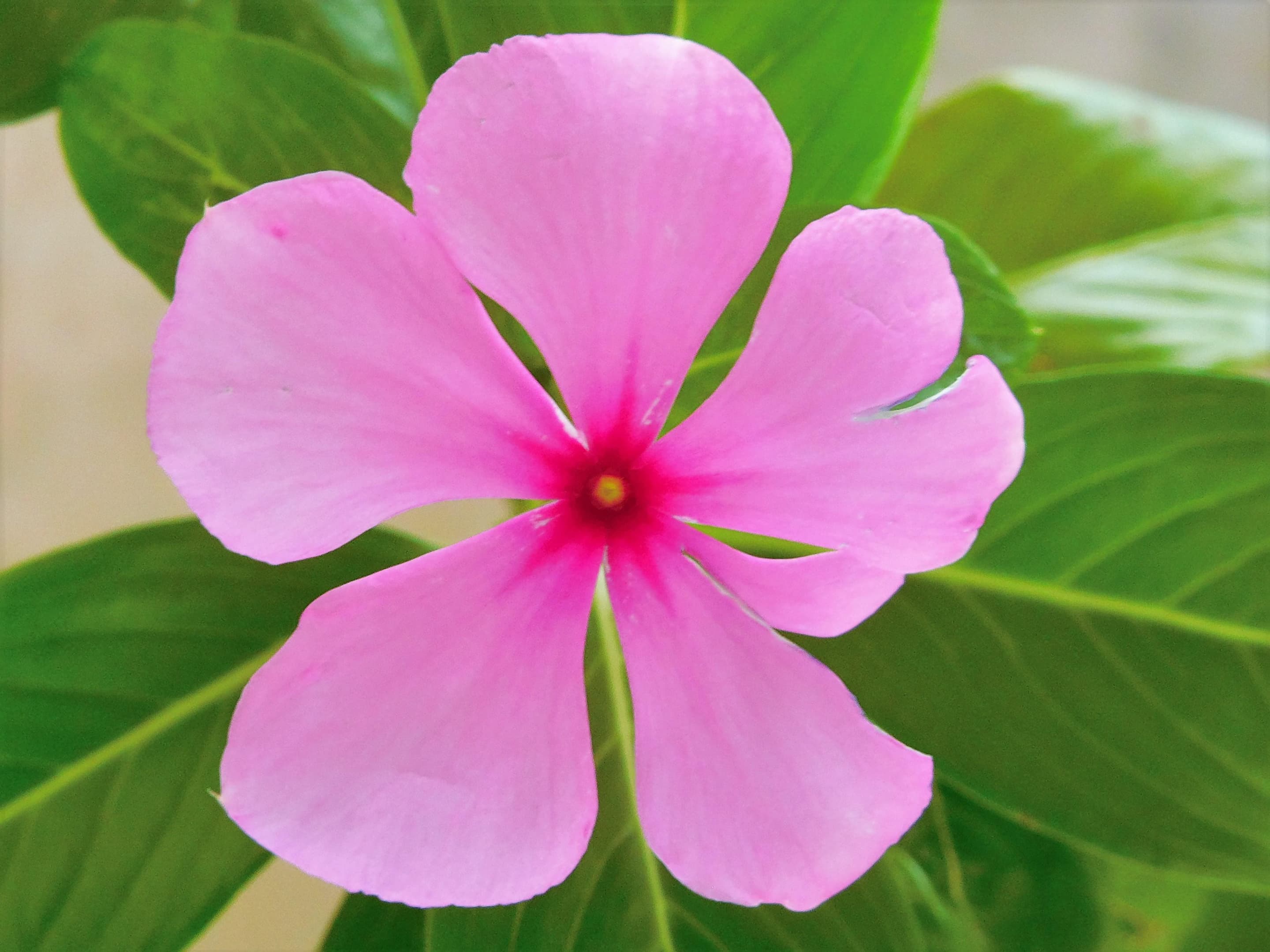 Madagascar Periwinkle