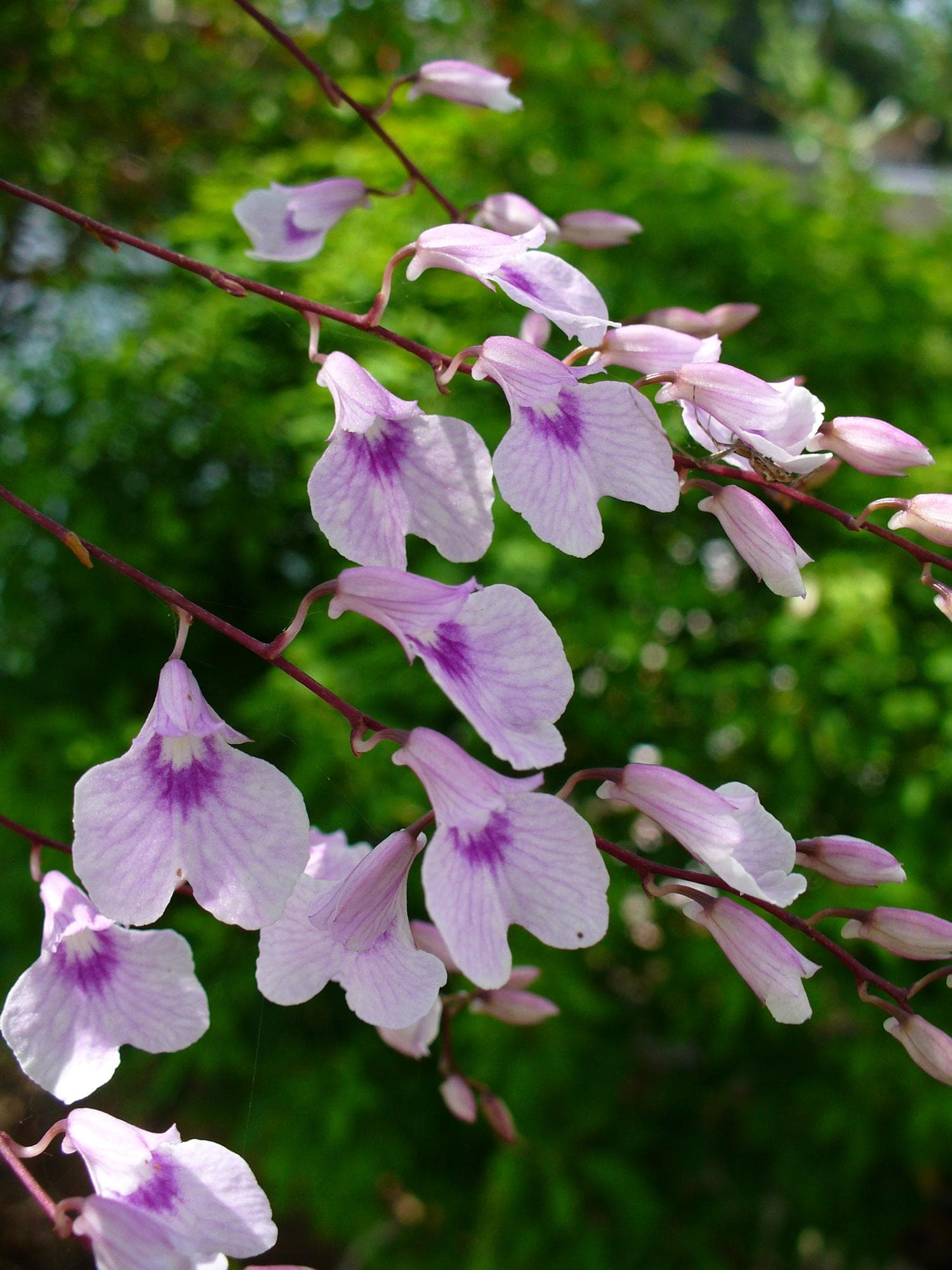 Delicate violet orchid