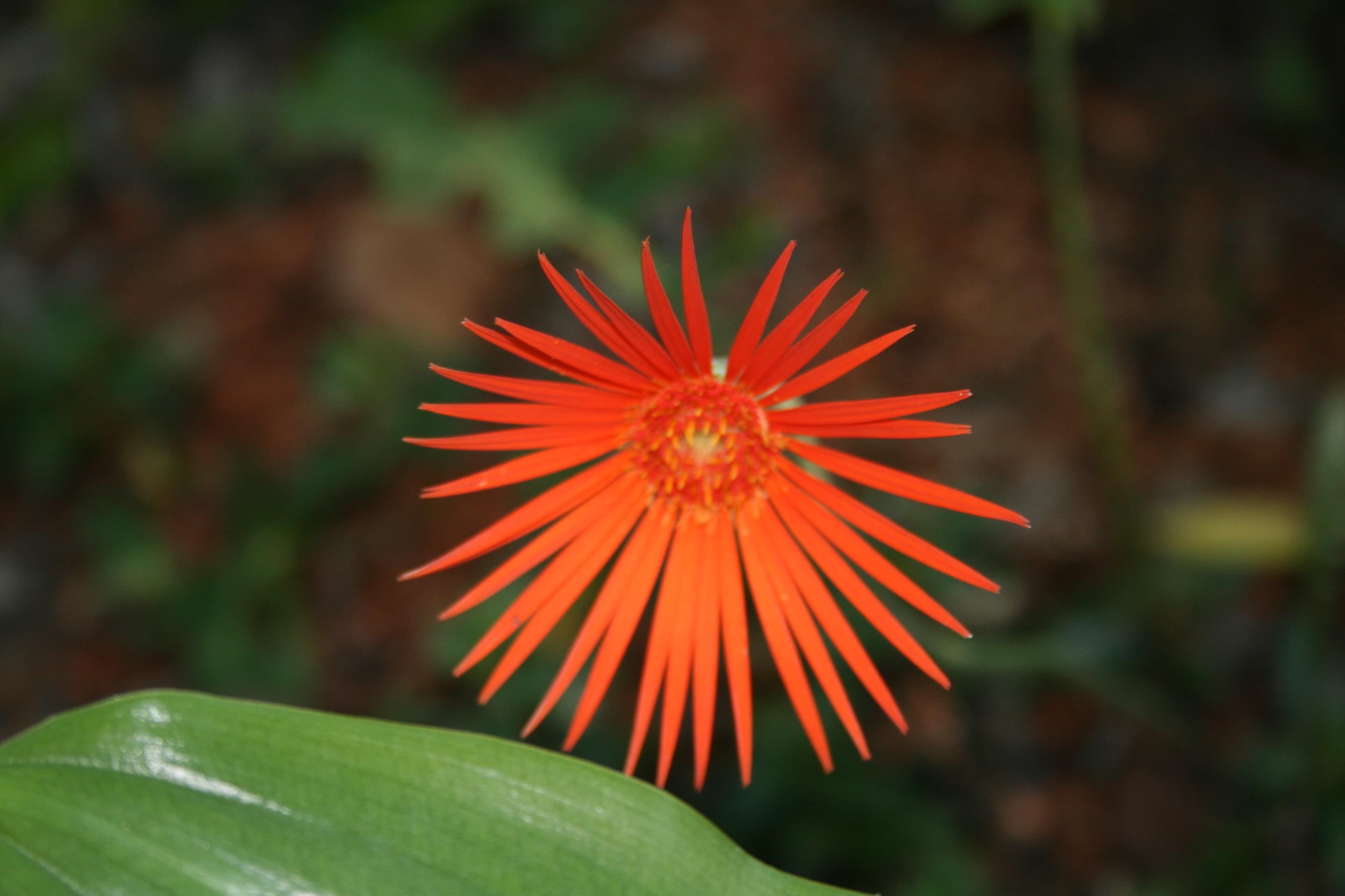 Gerbera daisy