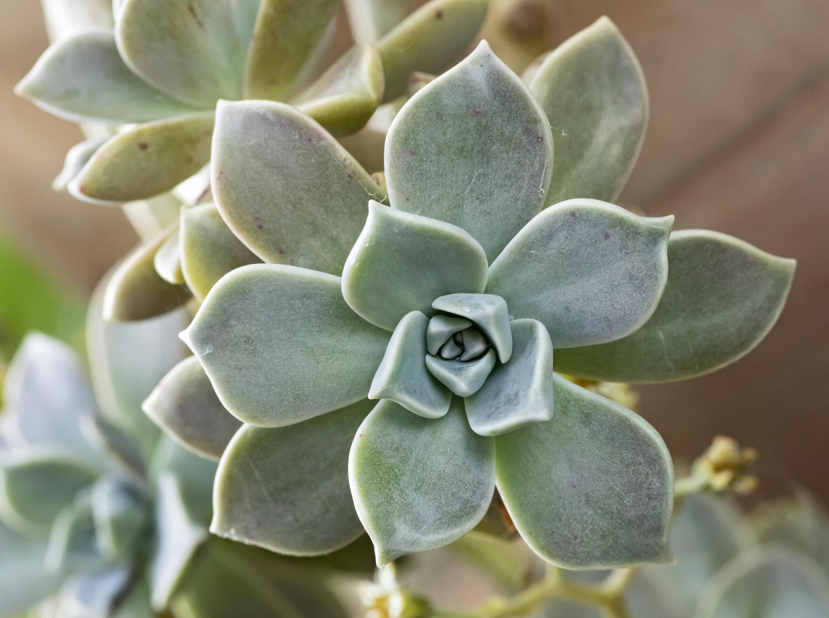 Ghost-plant