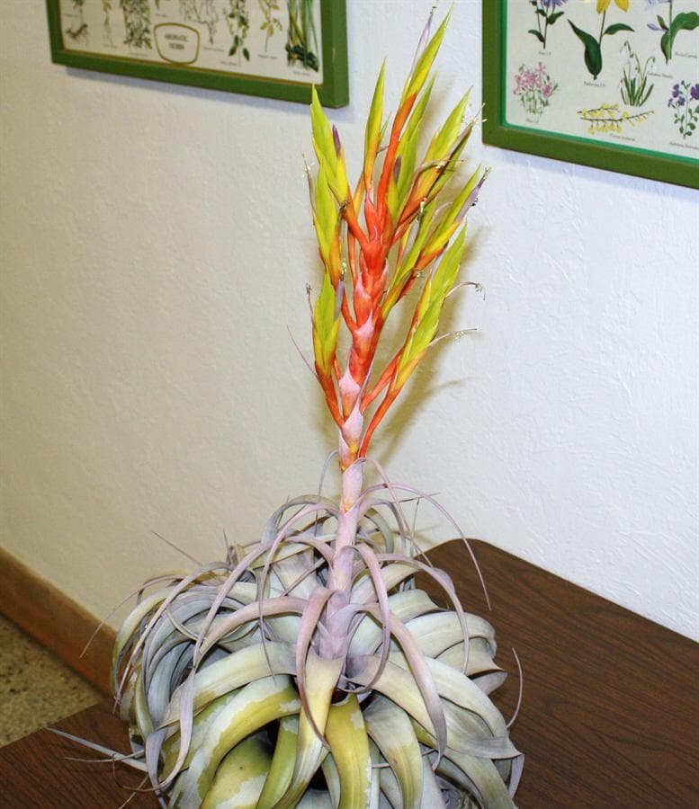 Xerographica Air Plant