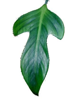 Philodendron panduriforme